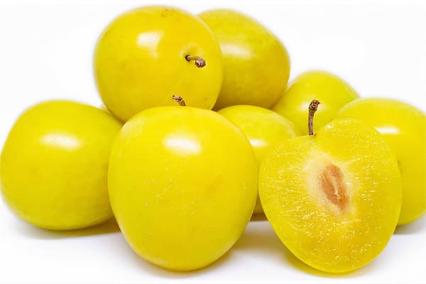 قیمت آلو جنگلی زرد با کیفیت ارزان + خرید عمده