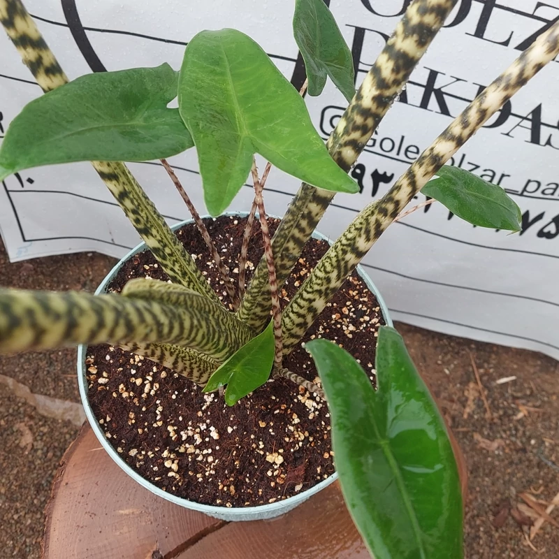 تصویر 2 از قیمت خرید گیاه آلوکازیا زبرینا عمده به صرفه و ارزان