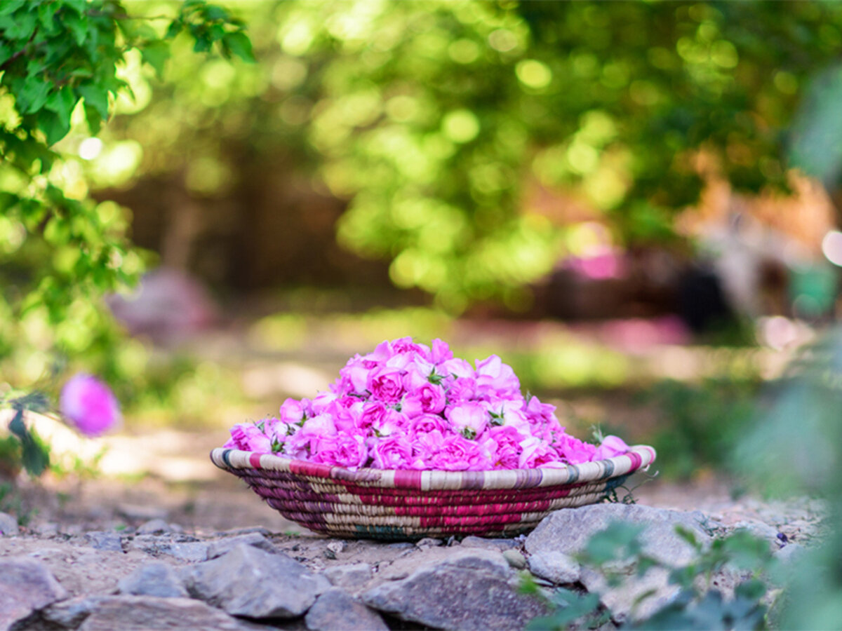 تصویر 5 از خرید عرق گلاب دو آتیشه + قیمت فروش استثنایی