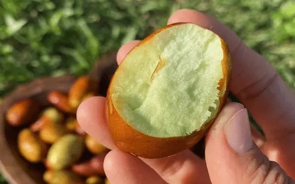 تصویر 3 از قیمت خرید عناب کوهی صادراتی با فروش عمده