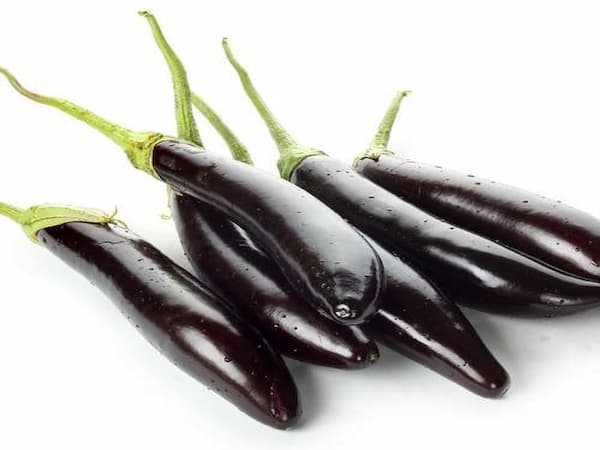 تصویر 3 از قیمت خرید بادمجان قلمی سیاه با فروش عمده
