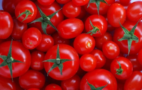 تصویر 1 از قیمت خرید گوجه فرنگی تازه عمده به صرفه و ارزان