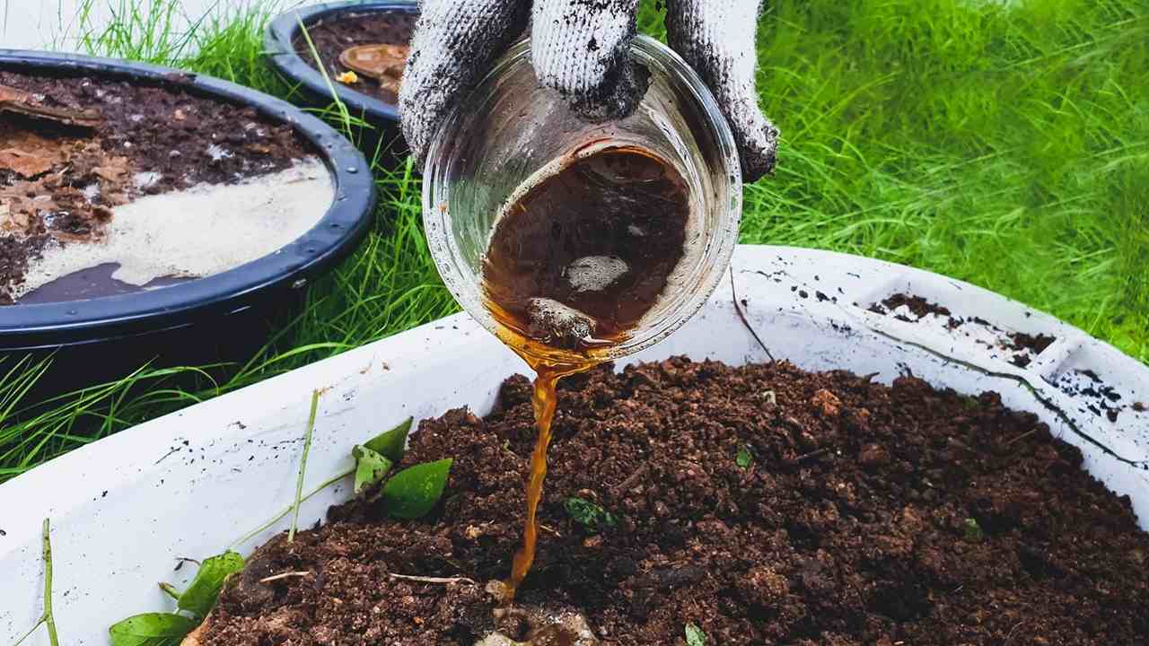 تصویر 5 از قیمت خرید کود مرغی ارگانیک مایع با فروش عمده