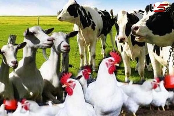 تصویر 4 از خرید و فروش زئولیت خوراک دام و طیور با شرایط فوق العاده