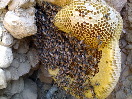 تصویر 3 از عسل ارگانیک اصل با گواهی بین‌ المللی  خرید آنلاین