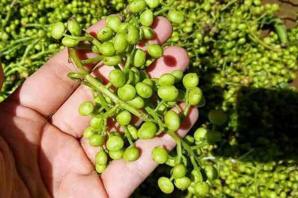 تصویر 3 از قیمت پسته کوهی لرستان + خرید باور نکردنی