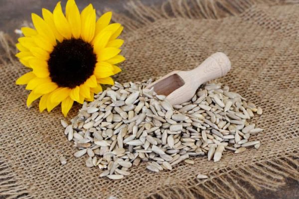 تصویر 5 از خرید و قیمت مغز تخمه آفتابگردان + فروش عمده