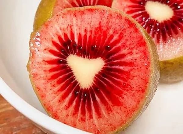 راهنمای خرید کیوی تو سرخ خشک + قیمت عالی