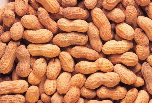 تصویر 2 از معرفی بادام زمینی شیرین + بهترین قیمت خرید