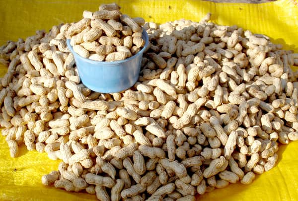 تصویر 2 از بهترین بادام زمینی خام + قیمت خرید عالی