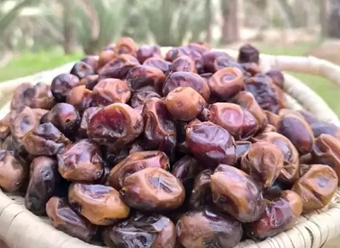 تصویر 3 از قیمت خرمای گنتار خوزستان + خرید باور نکردنی