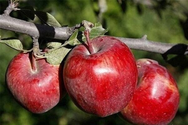 تصویر 1 از قیمت خرید سیب درجه یک با فروش عمده