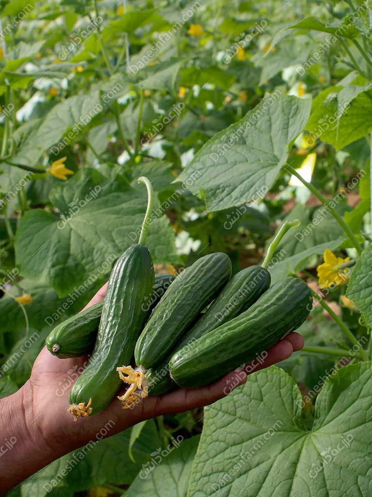 تصویر 5 از خیار سبز گلخانه ای + فروش ویژه