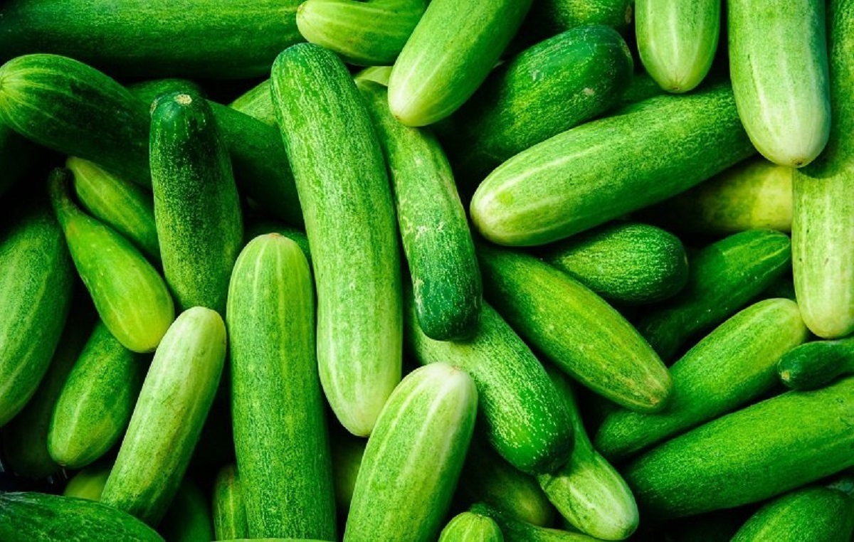 تصویر 2 از فروش خیار سبز سالادی با کیفیت و قیمت عالی