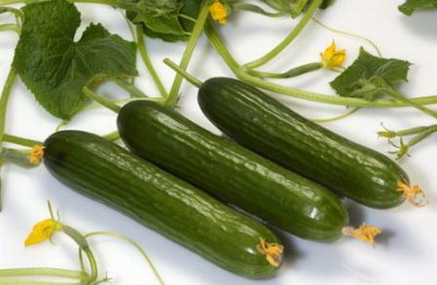 تصویر 4 از فروش خیار سبز سالادی با کیفیت و قیمت عالی