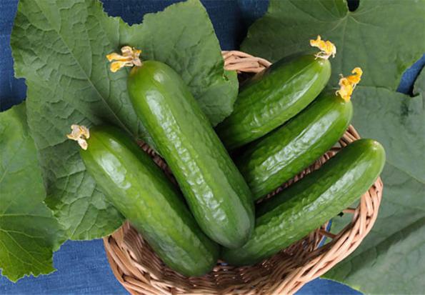 تصویر 2 از خرید خیار سبز درختی+ فروش ویژه
