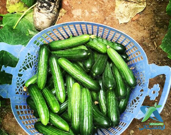 تصویر 1 از خیار سبز قلمی صادراتی + با کیفیت