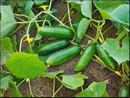 تصویر 4 از خیار سبز قلمی صادراتی با کیفیت+ فروش ویژه