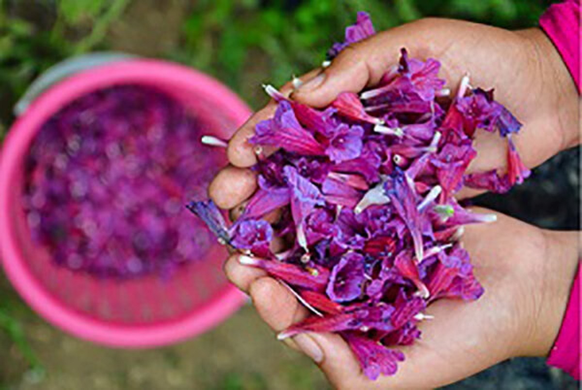 تصویر 3 از قیمت گیاه دارویی گل گاوزبان + خرید باور نکردنی