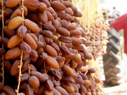 تصویر 3 از قیمت خرما رطب مضافتی بم + خرید باور نکردنی