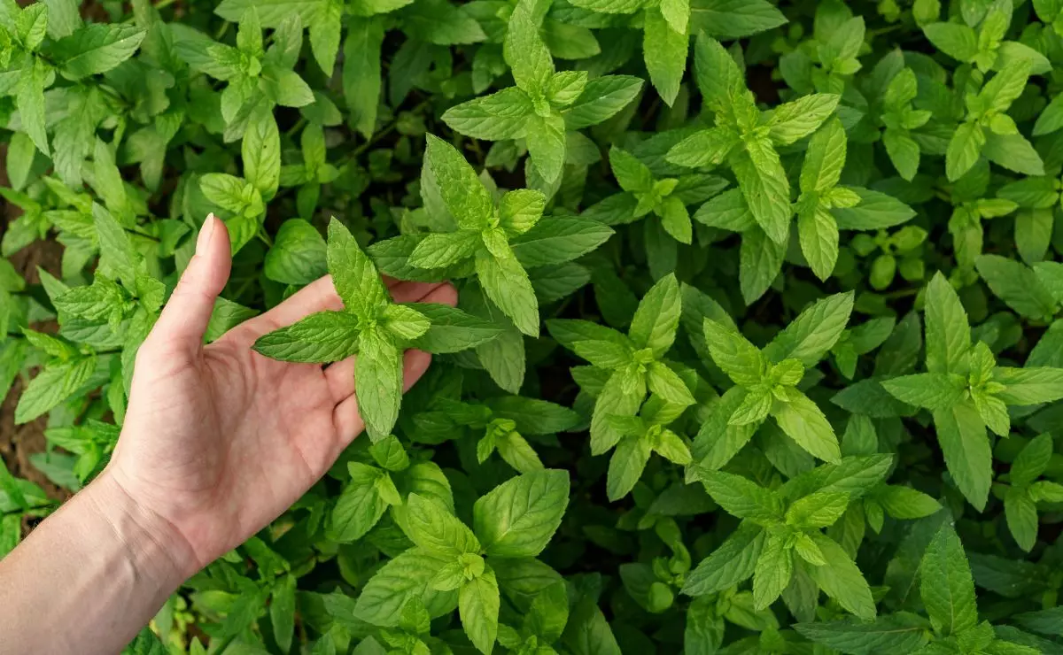 تصویر 5 از قیمت خرید بذر نعناع فلفلی با فروش عمده