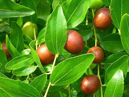 تصویر 5 از خرید و فروش نهال عناب گرمسیری با شرایط فوق العاده