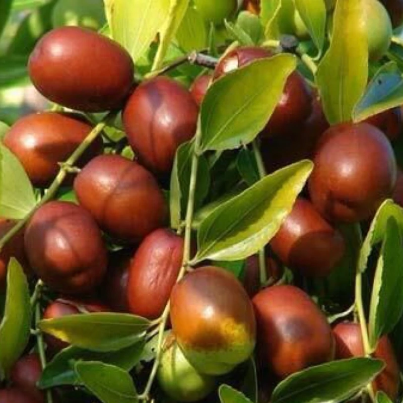 تصویر 2 از فروش نهال عناب درشت + قیمت خرید به صرفه
