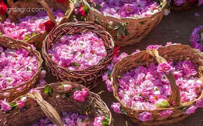 تصویر 4 از خرید گلاب ربیع صادراتی + قیمت فروش استثنایی