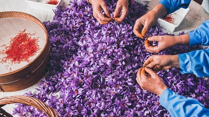 تصویر 1 از زعفران نوین سرگل خالص با برداشت سنتی