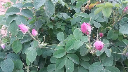 تصویر 1 از فروش غنچه گل محمدی صادراتی + قیمت خرید به صرفه