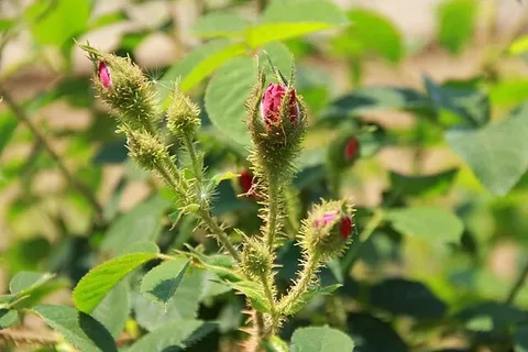 تصویر 1 از خرید غنچه گل محمدی داراب + قیمت فروش استثنایی