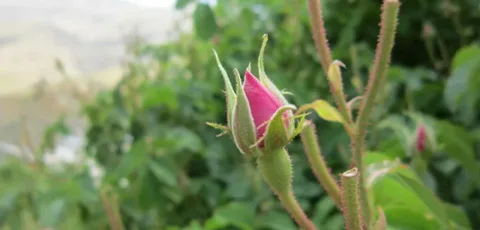تصویر 3 از خرید غنچه گل محمدی داراب + قیمت فروش استثنایی