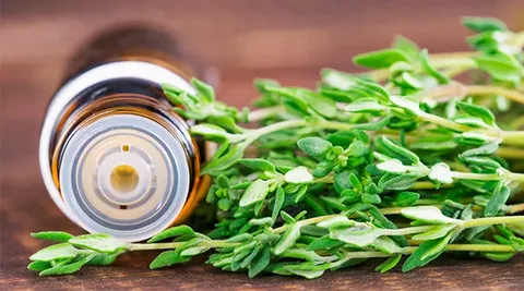 تصویر 1 از خرید و قیمت گیاه دارویی آویشن باغی + فروش عمده