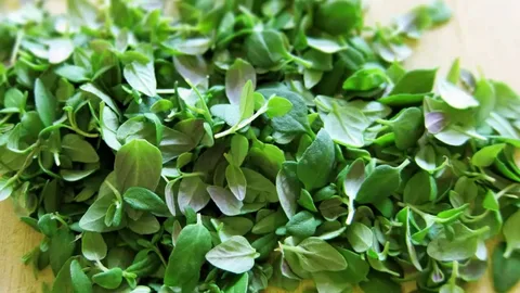 تصویر 5 از قیمت آویشن برگ پهن شیرازی با کیفیت ارزان + خرید عمده