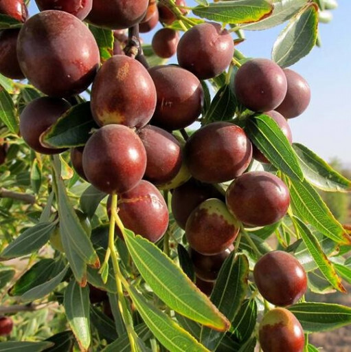 تصویر 5 از خرید و قیمت عناب درشت بیرجند + فروش عمده