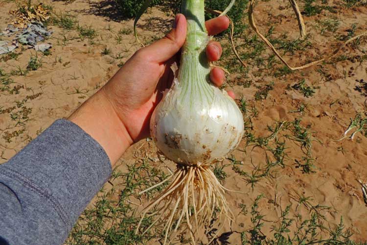 تصویر 5 از قیمت خرید پیاز سفید عمده به صرفه و ارزان