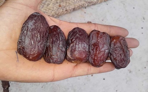 خرید خرما مجول