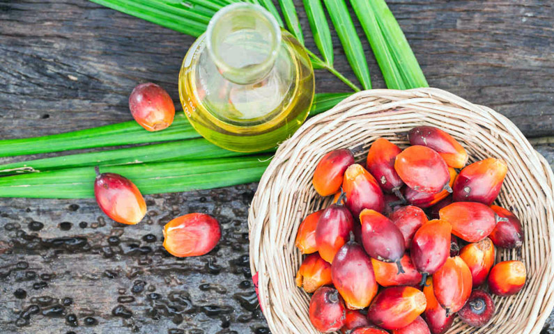 تصویر 2 از قیمت خرید روغن هسته خرما + فروش ویژه