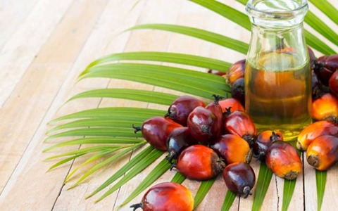 تصویر 1 از خرید و فروش روغن هسته خرما خوراکی با شرایط فوق‌العاده