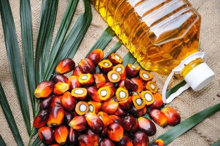 خرید و فروش روغن هسته خرما خوراکی با شرایط فوق‌العاده
