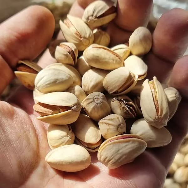 تصویر 1 از قیمت خرید پسته اکبری انس ۲۲ با فروش عمده
