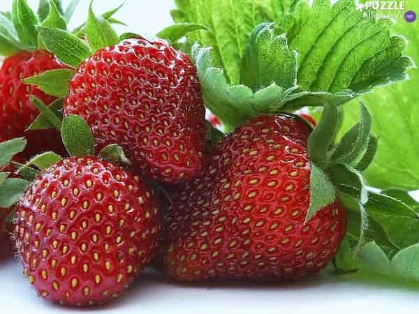 تصویر 4 از قیمت خرید توت فرنگی سابرینا + فروش ویژه