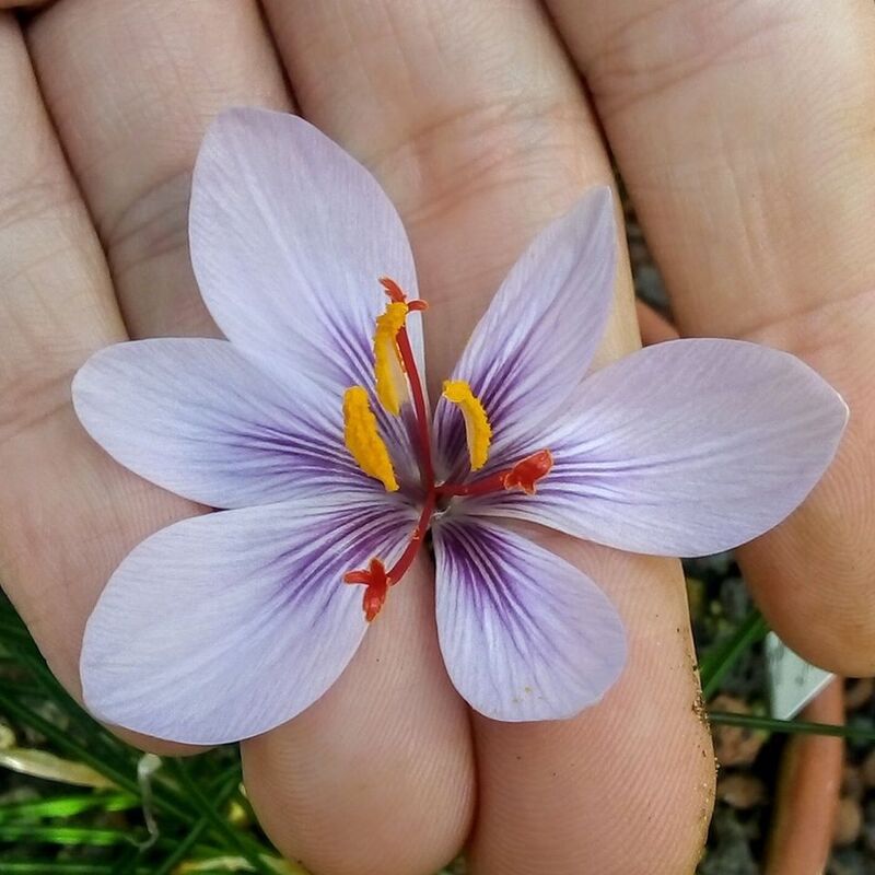 تصویر 3 از زعفران قائنات سایه خشک با کیفیت بالا