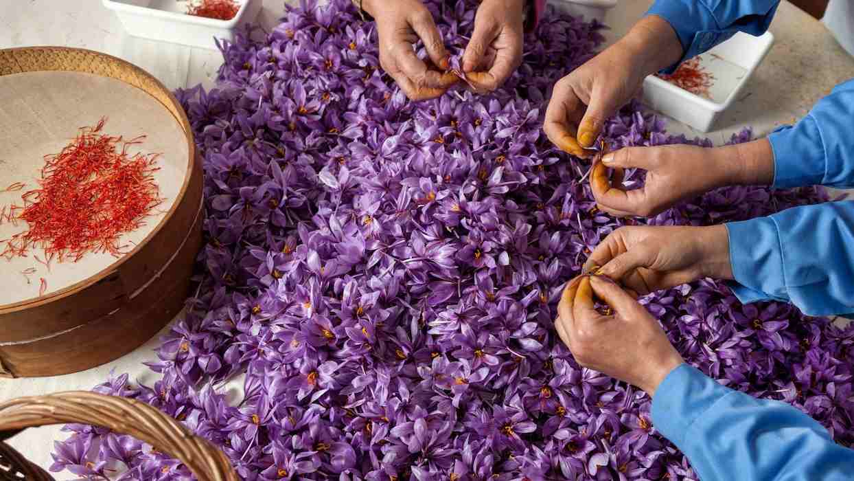 تصویر 5 از قیمت خرید زعفران کوهی همدان با فروش عمده