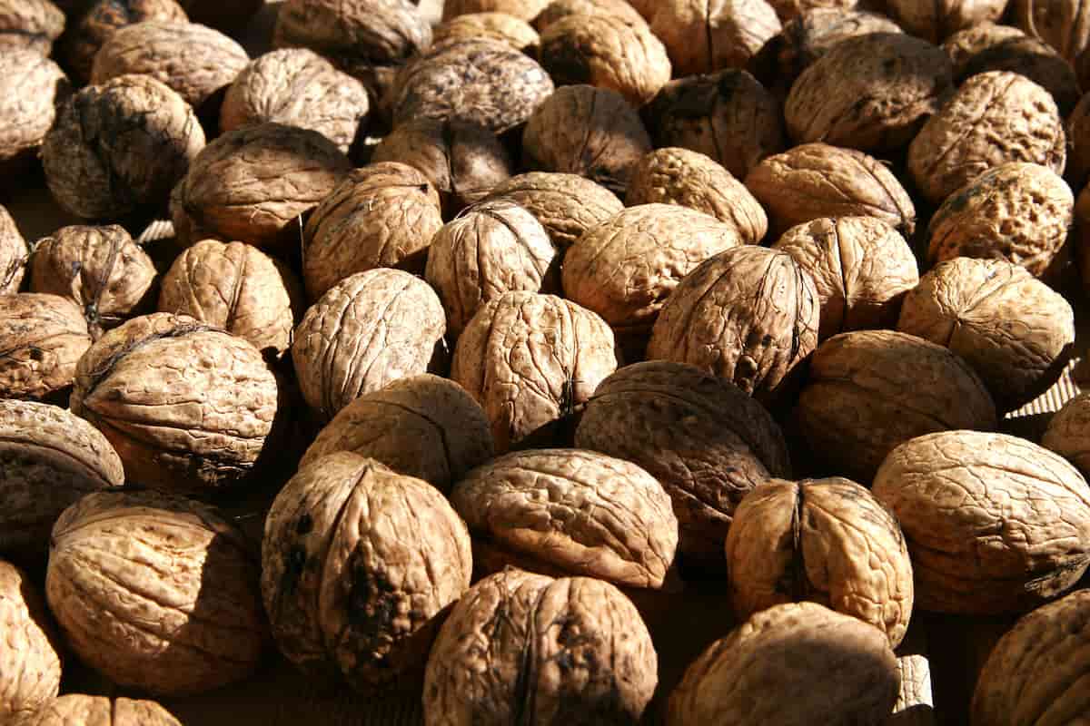 تصویر 5 از قیمت خرید مغز گردوی چندلر با فروش عمده