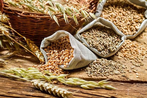قیمت خرید سویق جوانه ماش با فروش عمده