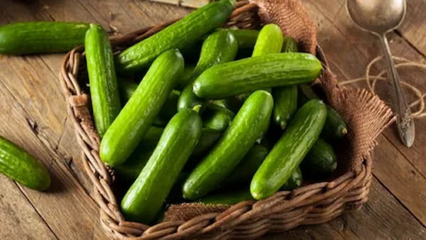 تصویر 4 از خرید و قیمت خیار درختی + فروش عمده