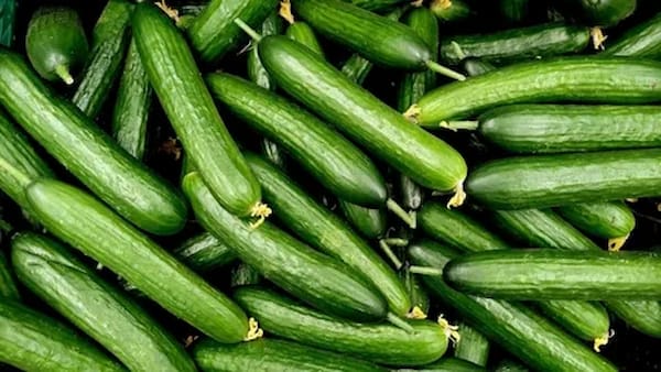تصویر 5 از خرید و قیمت خیار درختی + فروش عمده