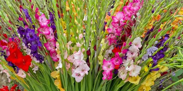 تصویر 3 از خرید گل شاخه بریده گلایول + قیمت فروش عمده
