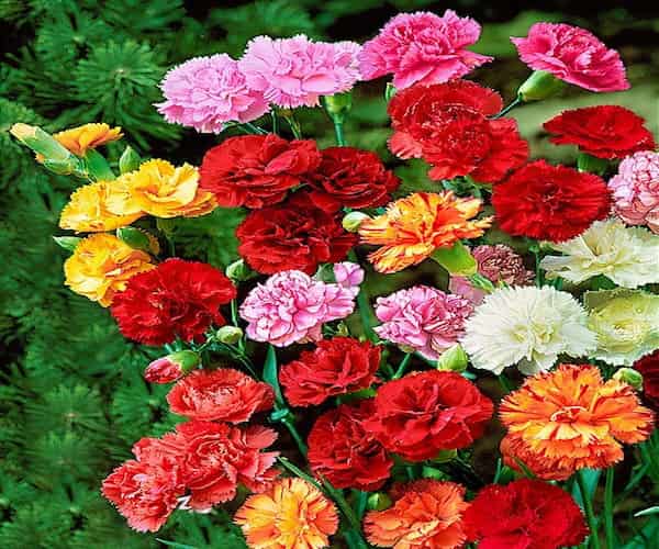 تصویر 4 از قیمت خرید گل شاخه بریده میخک + فروش ویژه